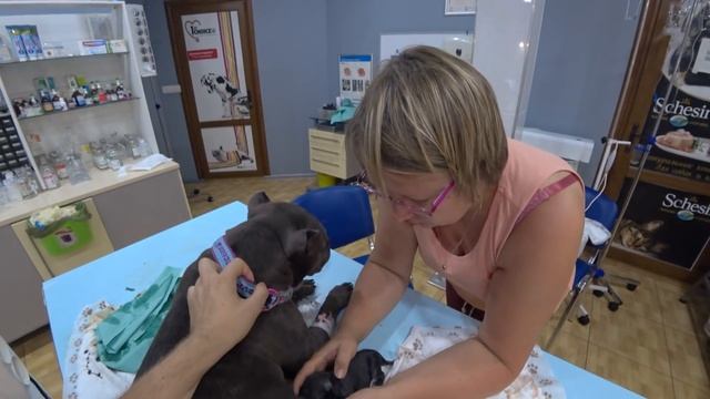 Собака рожает в ветеринарной клинике. Часть 2. смотреть онлайн