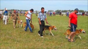 Всероссийская выставка охотничьих собак  г. Тула 2012 г.#охотасгончей