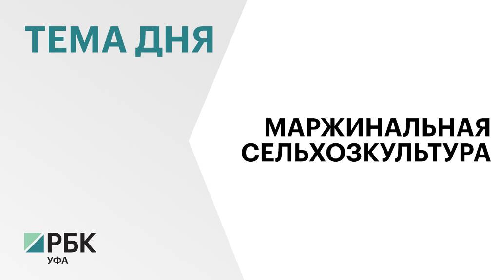 Валовой сбор масличных культур в Башкортостане планируют увеличить до 1 млн тонн