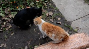 коты ругаются