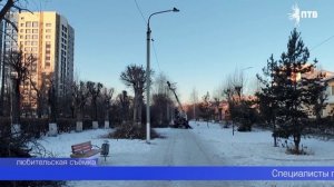 В Первоуральске кронируют тополя