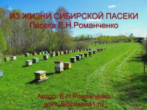 Как получить много мёда