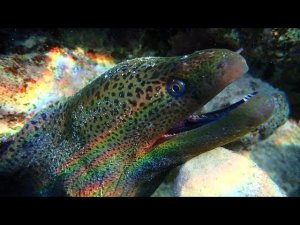 Мурена атакует