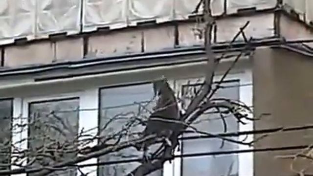 Кошачья акробатика. Кошка затаскивает котенка домой смотреть онлайн