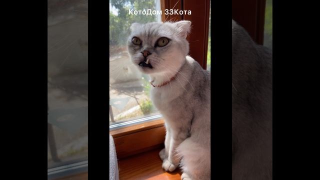 Кассиус, вислоухий шотландец , милый, разговорчивый, лояльный .