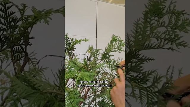 Формирование туи. Часть 6
