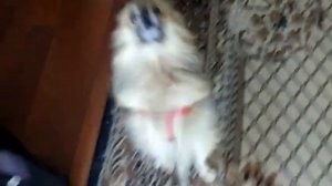 Собака поет и танцует под флейту и губную гармошку