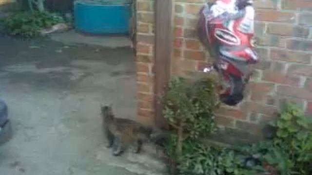 живодерство