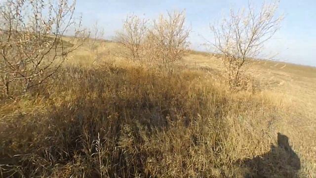 Охота на зайца  . Чернотроп 2020