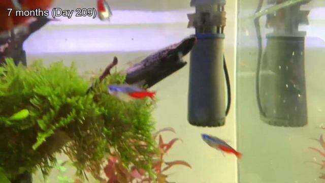 15 Gallon Aquascape | Ep. 6 | 7 Month Update | New Additions and Disease? смотреть онлайн