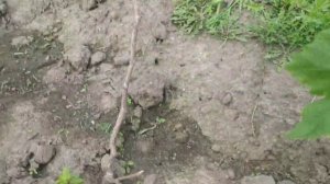 Виноград. 2й год , Байконур,- зазвездился...
