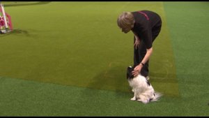 Mini Agility from Crufts 2005 | Crufts Dog Show