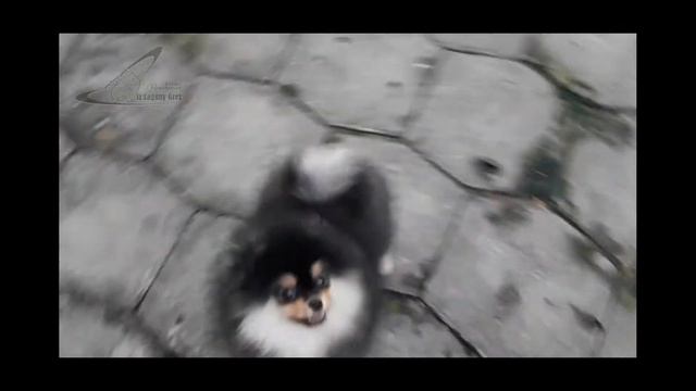 Шедевральная Ника.