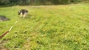 Восточно-сибирская лайка