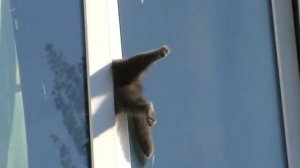 Кот застрял в окне