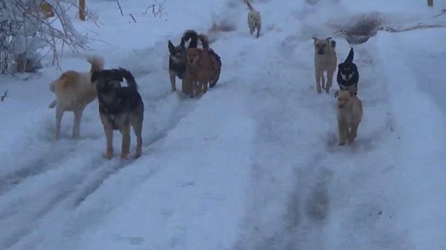 Только от жизни собачей, собака бывает кусачей! смотреть онлайн