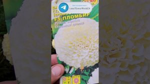 Бархатцы - Пломбир.🌼