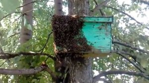 Пчелы нашли ловушку . Прилет бродячего роя в ловушку.