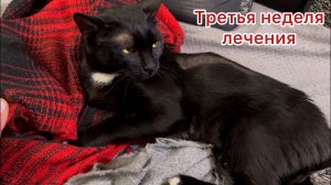Буду любить тебя сильно и искренне❤️🐈⬛