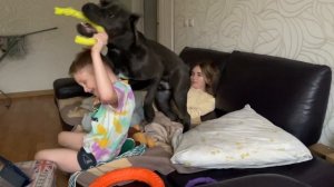 Самые опасные собаки это дети