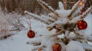 Зимняя прогулка лисы по следам туристов