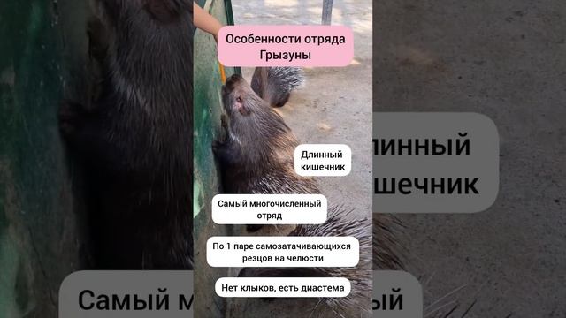 Особенности грызунов #егэбиология #репетиторпобиологии #биологияегэ #огэбиология #биологияогэ