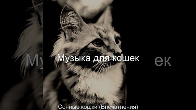 Звуки (Кошки)