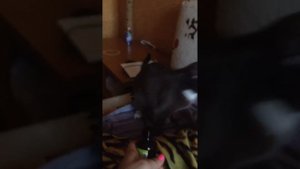 Кот и валерьянка. Какая гадасть😂😂