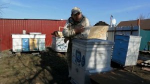 ВЕСНА  РАБОТА С МНОГОКОРПУСНЫМИ УЛЬЯМИ