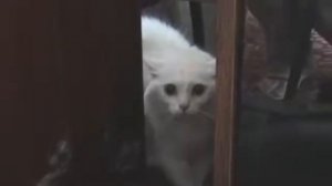 Кошка разговаривает по человечески)