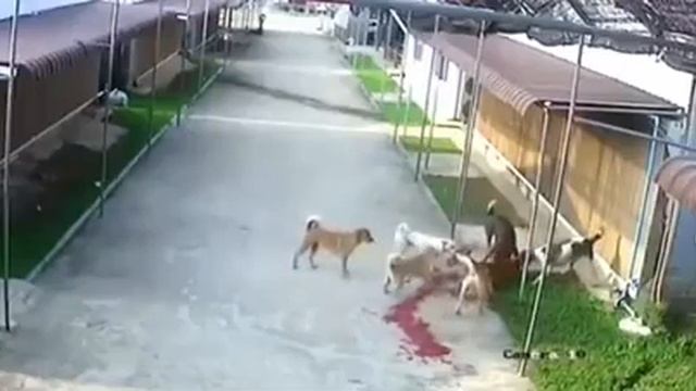 собаки напали на оленя