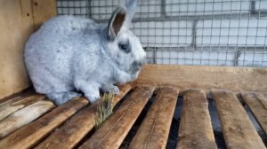 Кролик БСС