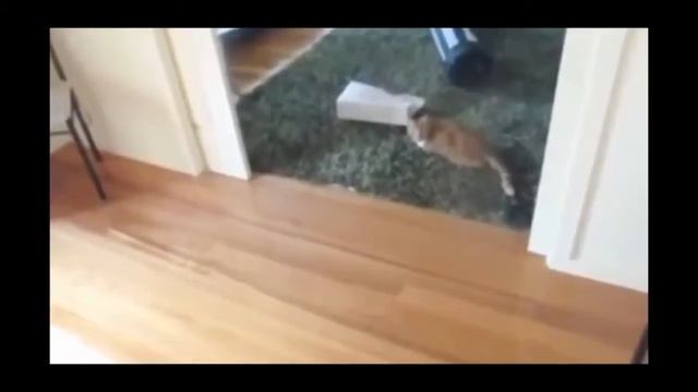 Смешные коты!!! Подборка №33, Funny cats, Прикольные, ржачные,веселые коты,кошки ,котята смотреть онлайн