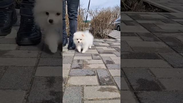 #щенки #щенокшпица #померанец #померанскийшпиц #померанский #питомцы #dog #любимыйпитомец