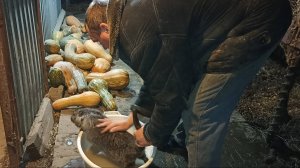 ЗАЧЕМ я купаю нутрий в растворе КРЕОЛИНА? 24.10.24