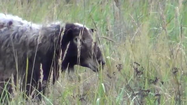 Местный пёс барбос гуляющий возле Богородичной аллеи среди сосен. смотреть онлайн