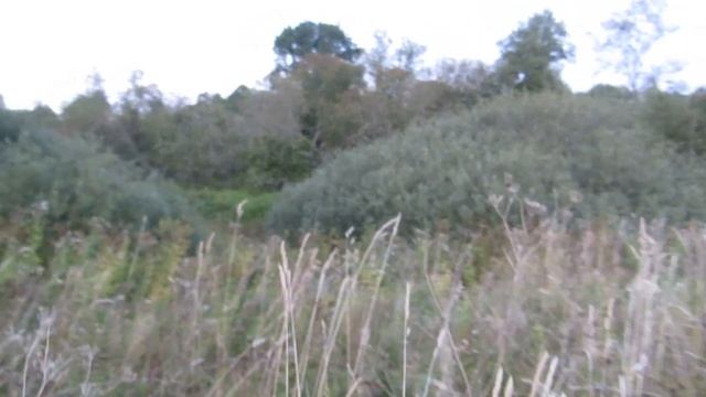 С СОБОЛЕМ ПОДОЖДАЛИ И ЛАЙМА И ТАЙНА ПРИШЛИ!!! смотреть онлайн