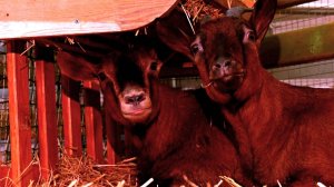 Большая область | 07.12.2024