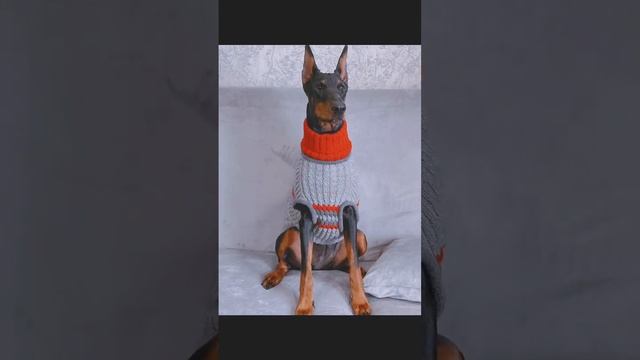 Довязала свитер для добермана смотреть онлайн