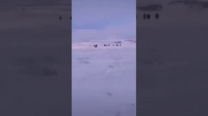 Якутские лошади преследуют снегоход