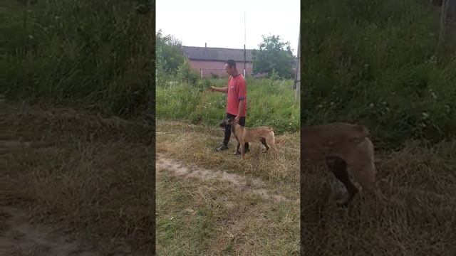 Рабочий кобель бельгийской овчарки 8 месяцев | Малинуа порода