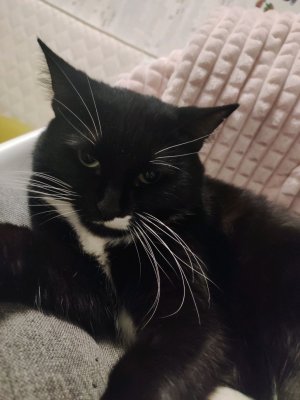 играем с кошкой