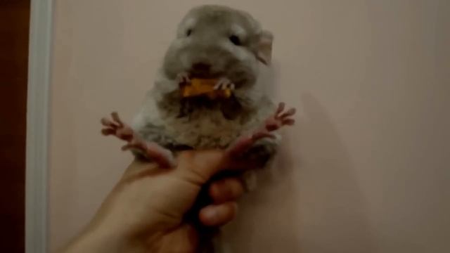 шиншилла