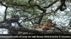 SAFARI IN TANZANIA CON STELLEDORIENTE