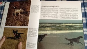 ASMR reading / АСМР чтение / жвачка / шёпот / chewingsounds/ chewingum / whisper