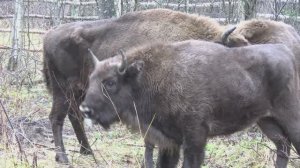 Выпуск краснокнижных великанов на волю