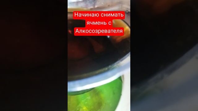 Начинаю снимать ячмень с Алкосозревателя