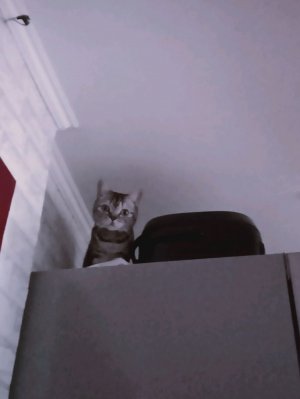 крутая трансляция с Алисой