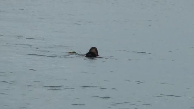 Лагерь ССВ экзамен Матвея по стандартам КСУ (управление на воде) смотреть онлайн