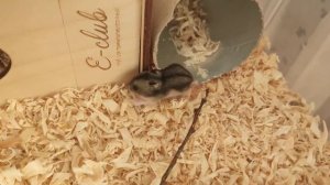 малыши джингарики